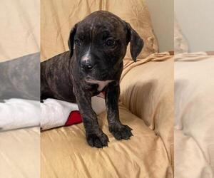 American Pit Bull Terrier-Olde English Bulldogge Mix Puppy for sale in EUNICE, LA, USA