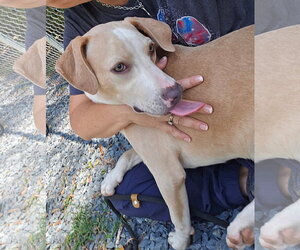 American Pit Bull Terrier-Unknown Mix Dogs for adoption in Albemarle, NC, USA