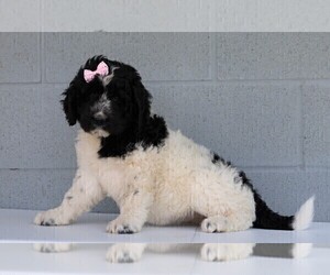 Newfypoo Puppy for sale in FREDERICKSBG, OH, USA