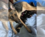 Small #19 German Shepherd Dog