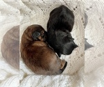 Small Photo #15 ShihPoo Puppy For Sale in CLARE, MI, USA