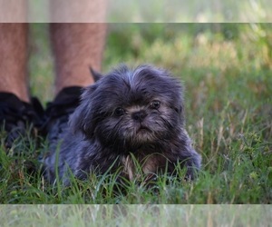 Shih Tzu Puppy for sale in PALM COAST, FL, USA