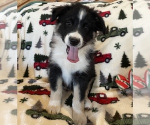 Medium Australian Shepherd