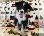 Small Australian Shepherd