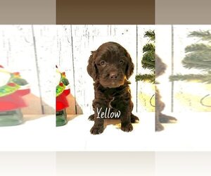 Medium Springerdoodle