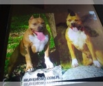 Small Photo #1 American Staffordshire Terrier Puppy For Sale in SUMMERDALE, AL, USA