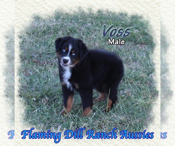 Medium Photo #1 Miniature Australian Shepherd Puppy For Sale in FORESTBURG, TX, USA
