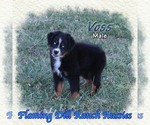 Image preview for Ad Listing. Nickname: Voss