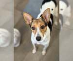 Small #1 Jack Russell Terrier Mix