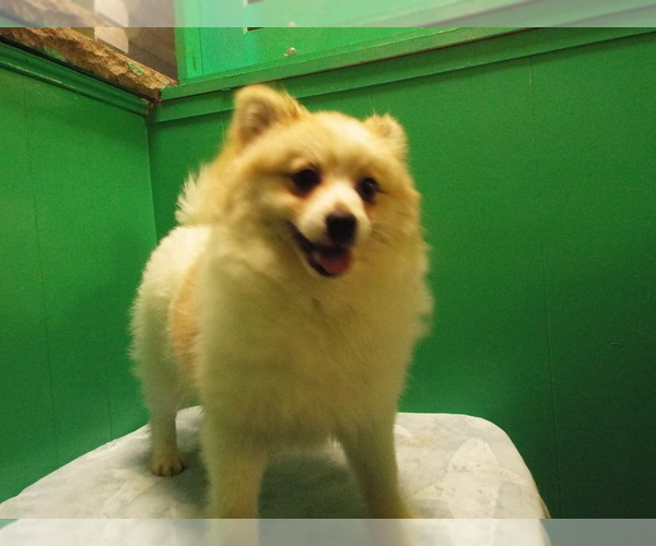 View Ad Pomeranian Puppy for Sale near New Jersey