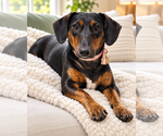 Daisy  -  Bonded With Norman  -  So Ca - Female Dachshund Dog for Adoption - Small photo
