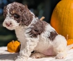 Small #6 Miniature Bernedoodle