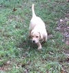Small Photo #9 Labrador Retriever Puppy For Sale in BARNESVILLE, GA, USA