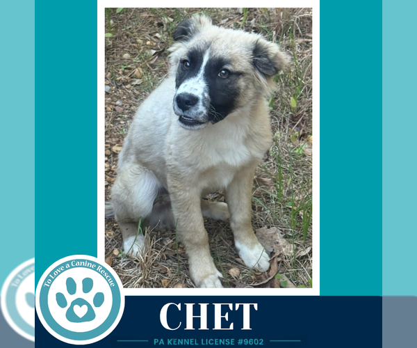 Medium Photo #8 Anatolian Shepherd-Unknown Mix Puppy For Sale in Kimberton, PA, USA