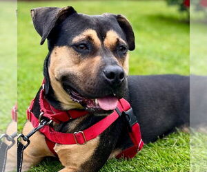 Molly - Female Mutt Dog for Adoption - Photo #9