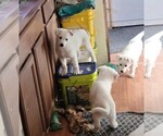 Small Photo #19 German Shepherd Dog Puppy For Sale in CECILIA, KY, USA