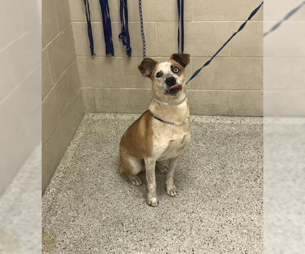 Medium Photo #1 Labrador Retriever-Unknown Mix Puppy For Sale in Conroe, TX, USA