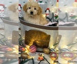 Small Photo #8 Golden Retriever-Poodle (Toy) Mix Puppy For Sale in CINCINNATI, OH, USA
