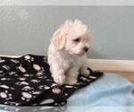 Small #2 Havanese