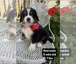 Puppy Red male Bernese Mountain Dog