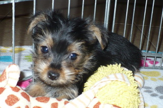 Yorkshire Terrier Puppy for sale in TUCSON, AZ, USA