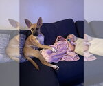 Small Photo #4 Labrador Retriever-Mountain Cur Mix Puppy For Sale in Royal Palm Beach, FL, USA