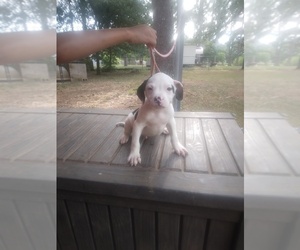 American Bulldog Puppy for sale in ALBANY, GA, USA
