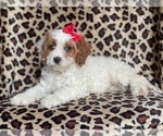 Small #2 Cavapoo