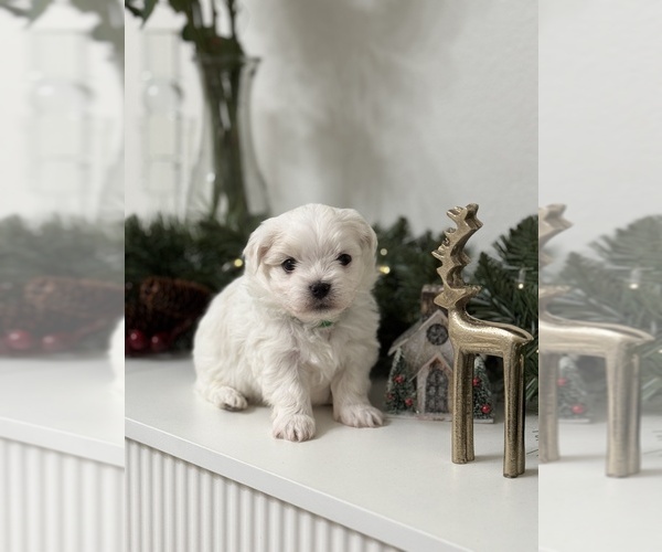 Medium Photo #7 Maltese Puppy For Sale in CITRUS HEIGHTS, CA, USA