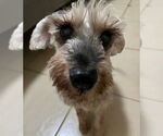 Small Mutt