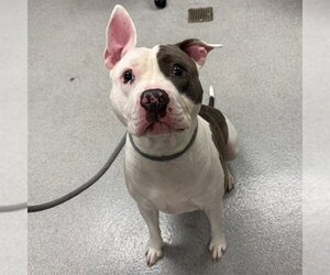 Mutt Dogs for adoption in Rancho Cucamonga, CA, USA