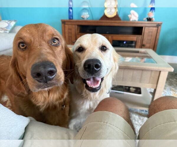 Medium Photo #5 Golden Retriever Puppy For Sale in Bonita Springs, FL, USA