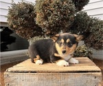 Small Pembroke Welsh Corgi