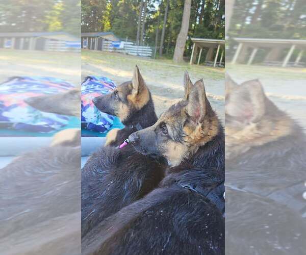 Medium Photo #3 German Shepherd Dog Puppy For Sale in MONROE, WA, USA