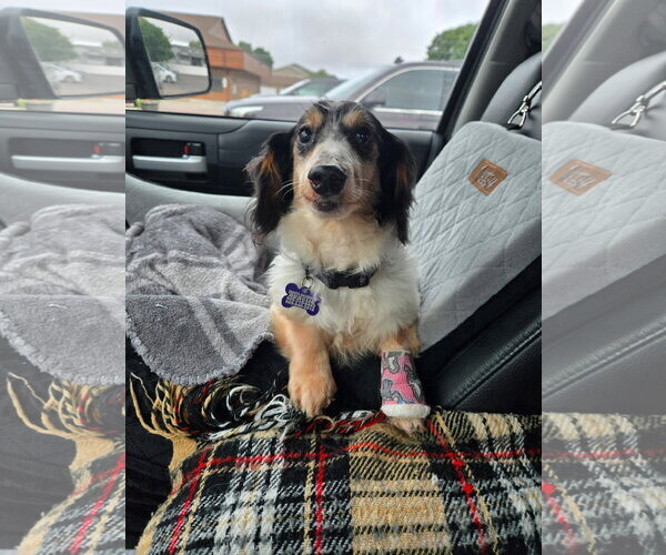 Medium Photo #1 Dachshund Puppy For Sale in Sioux Falls, SD, USA