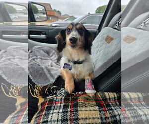 Dachshund Dogs for adoption in Sioux Falls, SD, USA