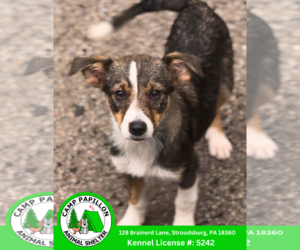 Border Collie-Unknown Mix Dogs for adoption in Stroudsburg, PA, USA