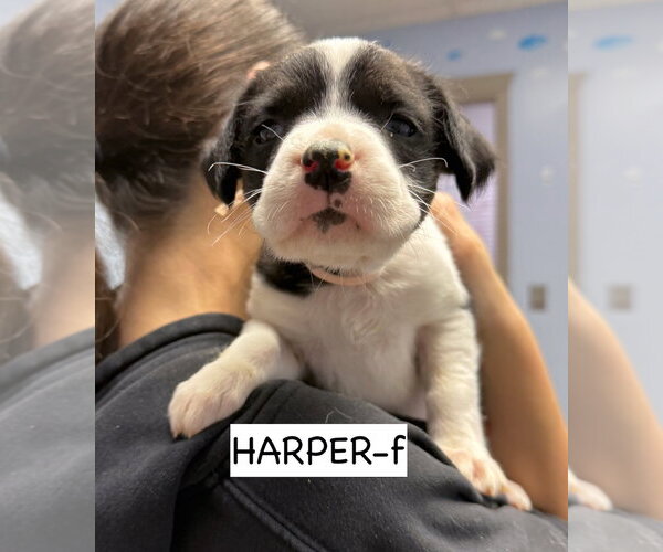 Medium Photo #1 Anatolian Shepherd Puppy For Sale in GILBERTS, IL, USA