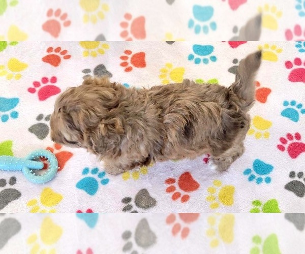 Medium Photo #13 ShihPoo Puppy For Sale in ORO VALLEY, AZ, USA