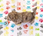 Small #12 ShihPoo