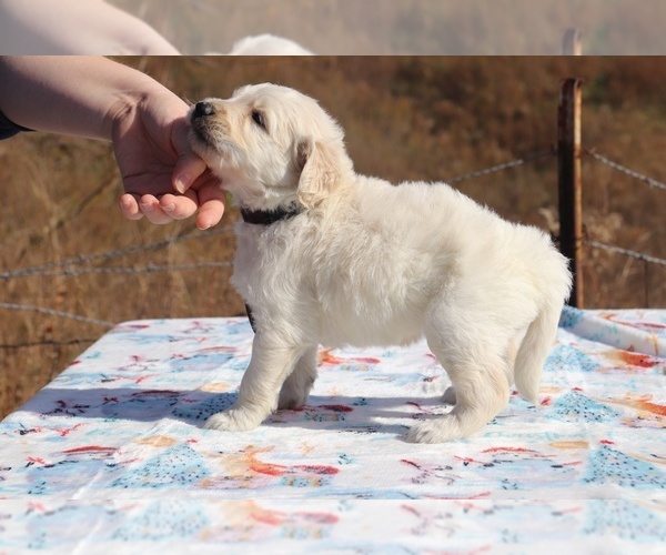 Medium Photo #10 Goldendoodle Puppy For Sale in UNION CITY, TN, USA