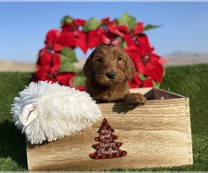 Australian Labradoodle Dog for Adoption in PORTERVILLE, California USA