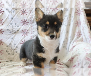 Pembroke Welsh Corgi Puppy for sale in SHILOH, OH, USA