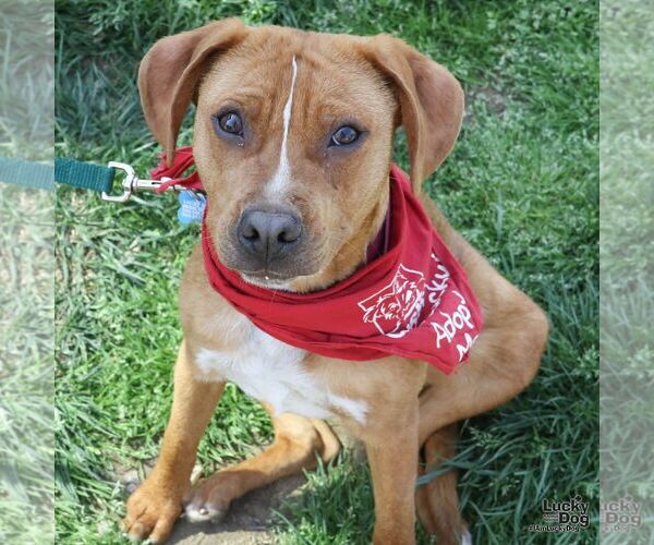 Medium Photo #8 Beagle-Unknown Mix Puppy For Sale in Washington, DC, USA