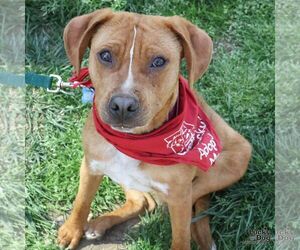 Spartacus - Male Beagle-Unknown Mix Dog for Adoption - Photo #8