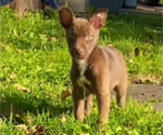 Small Photo #1 American Pit Bull Terrier-Siberian Husky Mix Puppy For Sale in IRONDEQUOIT, NY, USA