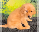 Small Photo #5 Golden Retriever Puppy For Sale in AZLE, TX, USA