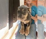 Small Photo #5 American Pit Bull Terrier Puppy For Sale in LODI, CA, USA