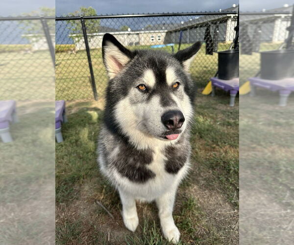 Medium Photo #4 - Mix Puppy For Sale in Evansville, IN, USA