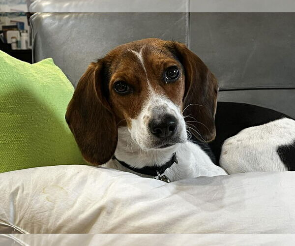 Medium Photo #4 Beagle-Unknown Mix Puppy For Sale in Westwood, NJ, USA